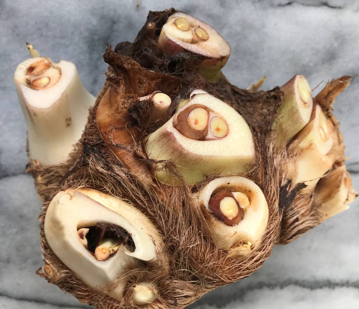 八つ頭 ヤツガシラサトイモ 芽出し済 里芋のたねいも ５ 個 250g以上 400スタート 野菜 売買されたオークション情報 Yahooの商品情報をアーカイブ公開 オークファン Aucfan Com