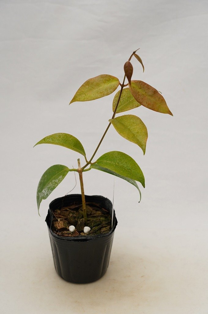 To サクララン 桜蘭 花に香りも楽しめるホヤの種類 Hoya Paziae ホヤ パジアエ オドラタ似 観葉植物 3号ポット苗 現品 80サイズ 鉢植え 売買されたオークション情報 Yahooの商品情報をアーカイブ公開 オークファン Aucfan Com