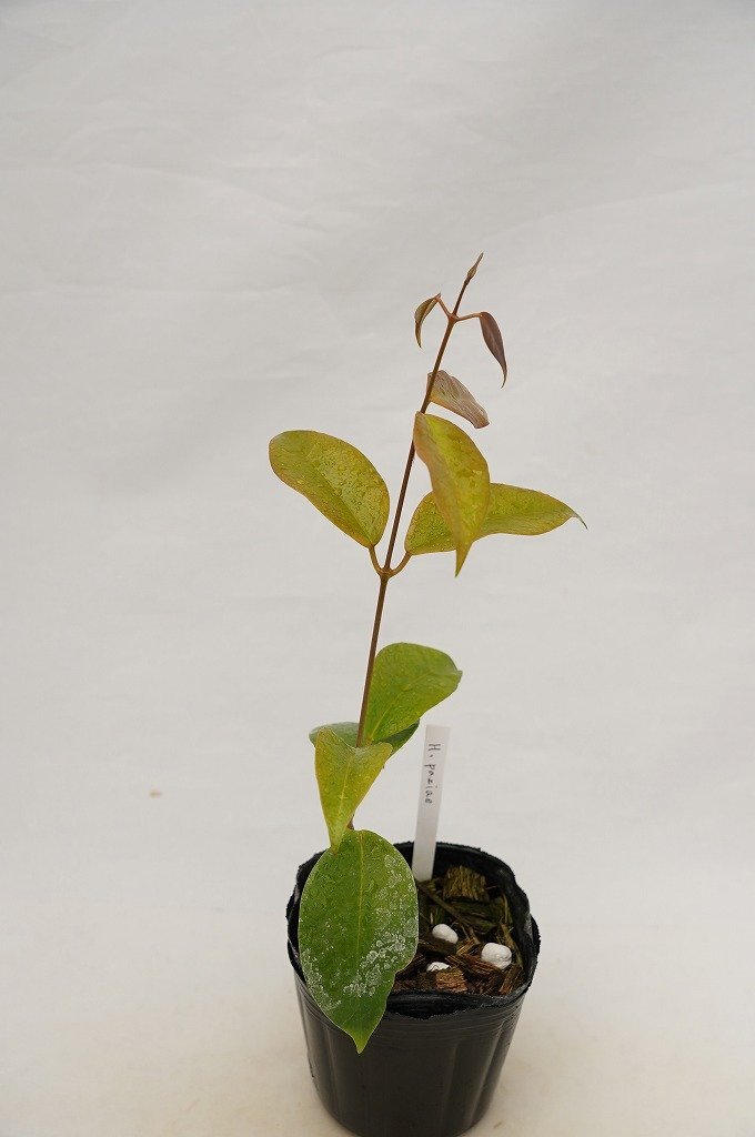 To サクララン 桜蘭 花に香りも楽しめるホヤの種類 Hoya Paziae ホヤ パジアエ オドラタ似 観葉植物 3号ポット苗 現品 80サイズ 鉢植え 売買されたオークション情報 Yahooの商品情報をアーカイブ公開 オークファン Aucfan Com