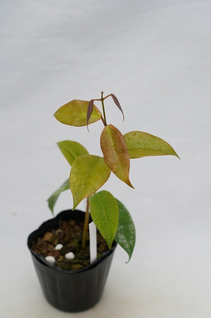 To サクララン 桜蘭 花に香りも楽しめるホヤの種類 Hoya Paziae ホヤ パジアエ オドラタ似 観葉植物 3号ポット苗 現品 80サイズ 鉢植え 売買されたオークション情報 Yahooの商品情報をアーカイブ公開 オークファン Aucfan Com