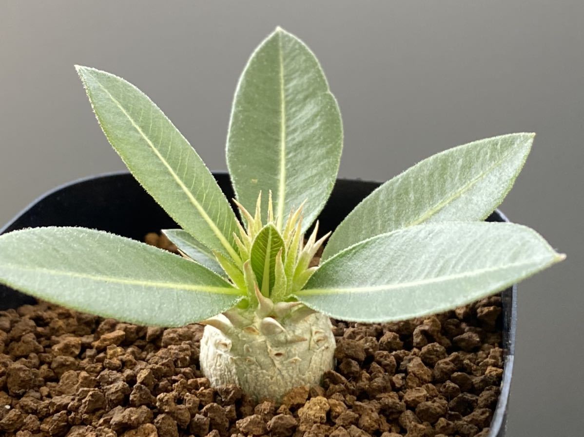 Co 802 パキポディウム エブレネウム 輸入種子実生 サボテン 多肉植物 サボテン 売買されたオークション情報 Yahooの商品情報をアーカイブ公開 オークファン Aucfan Com Co 802 パキポディウム エブレネウム 輸入種子実生 サボテン 多肉植物 サボテン 売買されたオークション情報 Yahooの商品情報をアーカイブ公開 オークファン Aucfan Com