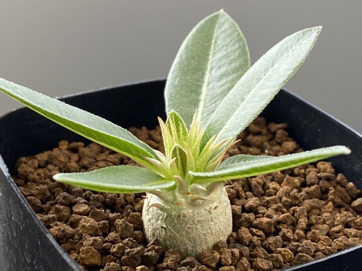 Co 802 パキポディウム エブレネウム 輸入種子実生 サボテン 多肉植物 サボテン 売買されたオークション情報 Yahooの商品情報をアーカイブ公開 オークファン Aucfan Com Co 802 パキポディウム エブレネウム 輸入種子実生 サボテン 多肉植物 サボテン 売買されたオークション情報 Yahooの商品情報をアーカイブ公開 オークファン Aucfan Com