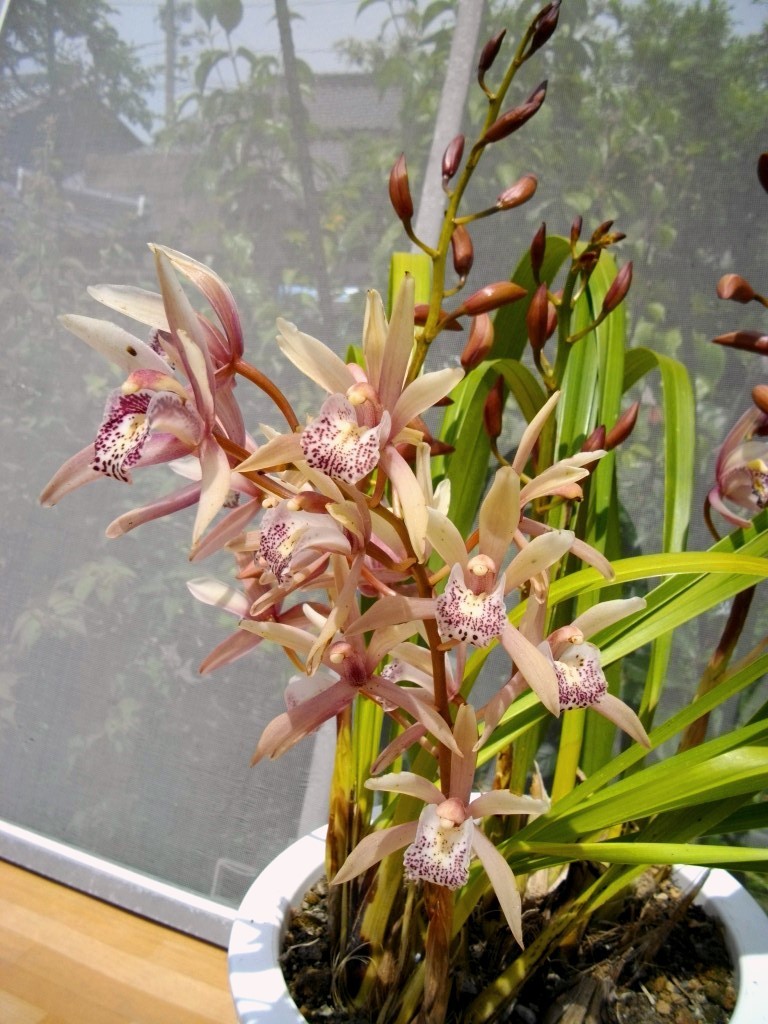 金稜辺 キンリョウヘン 花付き シンビジウム シュンラン属 洋ラン 蘭 総高70cm 7号長鉢 ホワイト ピンク 赤紫 斑 鉢植え ラン 売買されたオークション情報 Yahooの商品情報をアーカイブ公開 オークファン Aucfan Com
