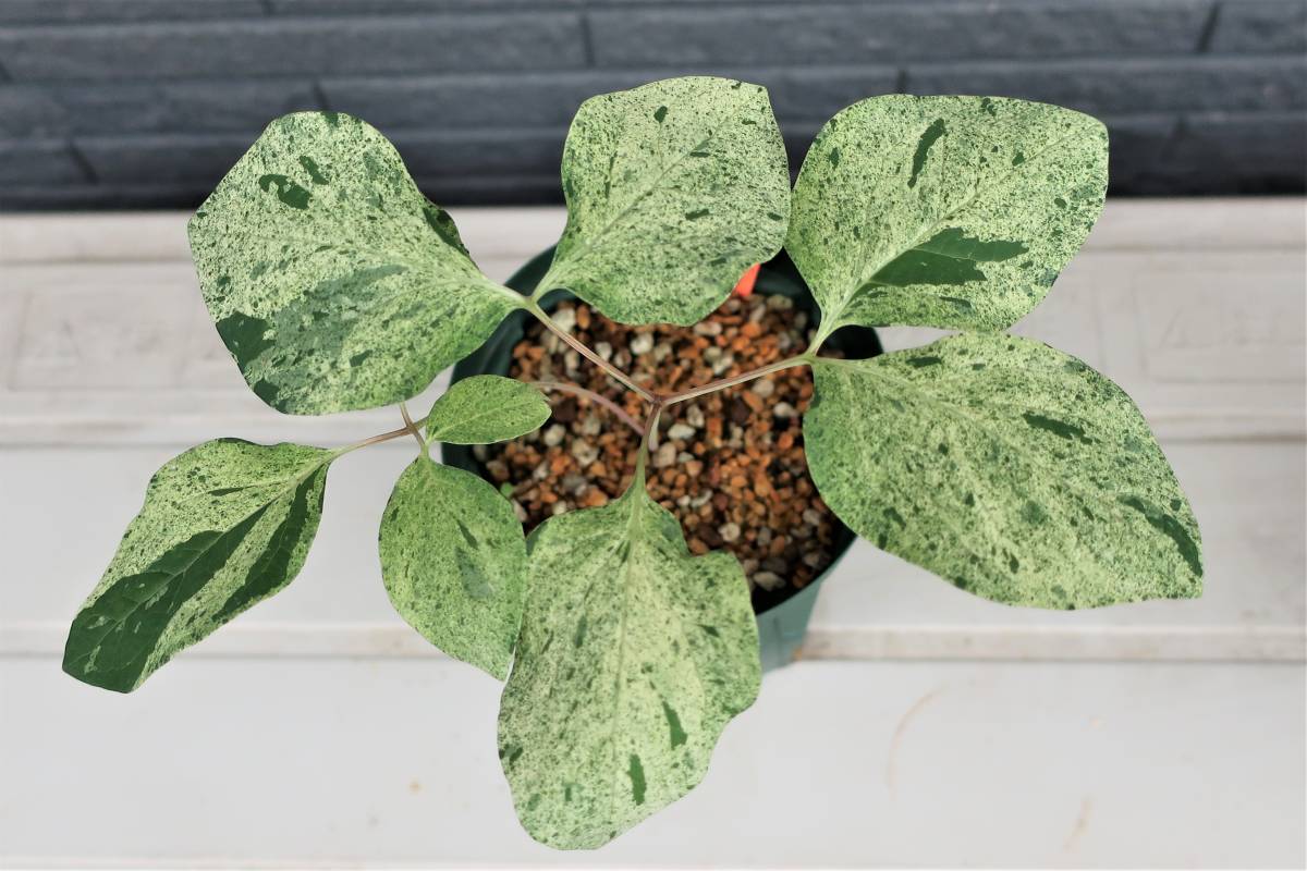 山野草 ヤマシャクヤク 斑入り | 斑入り紅花 飯田柄実生 B - 朝焼け 