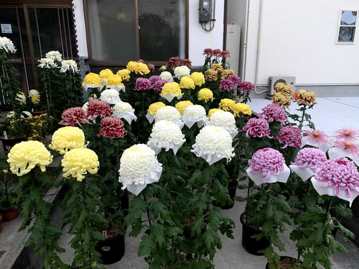 大菊 厚物 苗 菊作り 大輪菊の苗 菊花展 国華越山 国華金山 国華晴舞台 精興右近 太平の銀月 などの さし芽苗 あつもの 苗 売買されたオークション情報 Yahooの商品情報をアーカイブ公開 オークファン Aucfan Com