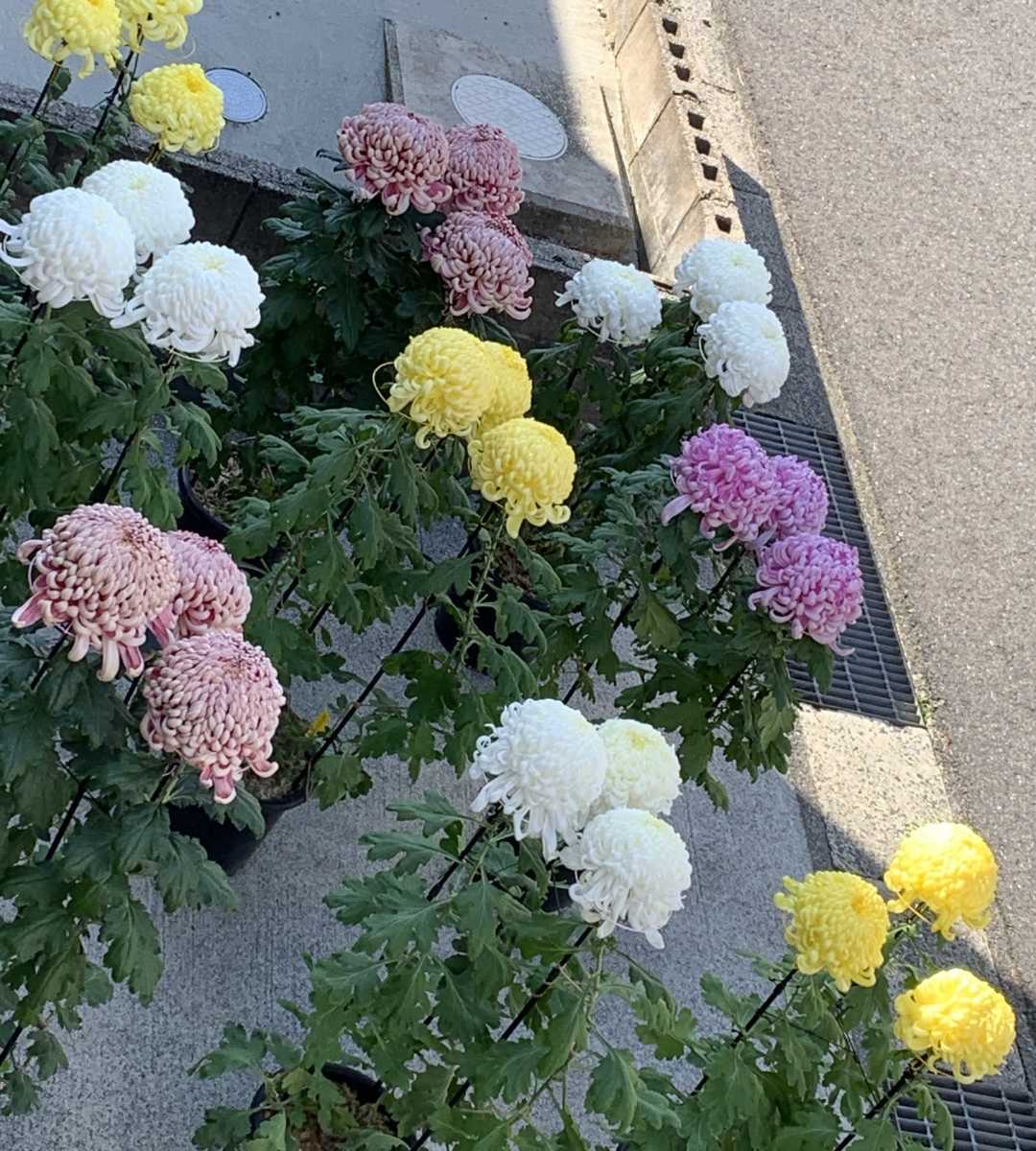 大菊 厚物 苗 菊作り 大輪菊の苗 菊花展 国華越山 国華金山 国華晴舞台 精興右近 太平の銀月 などの さし芽苗 あつもの 苗 売買されたオークション情報 Yahooの商品情報をアーカイブ公開 オークファン Aucfan Com