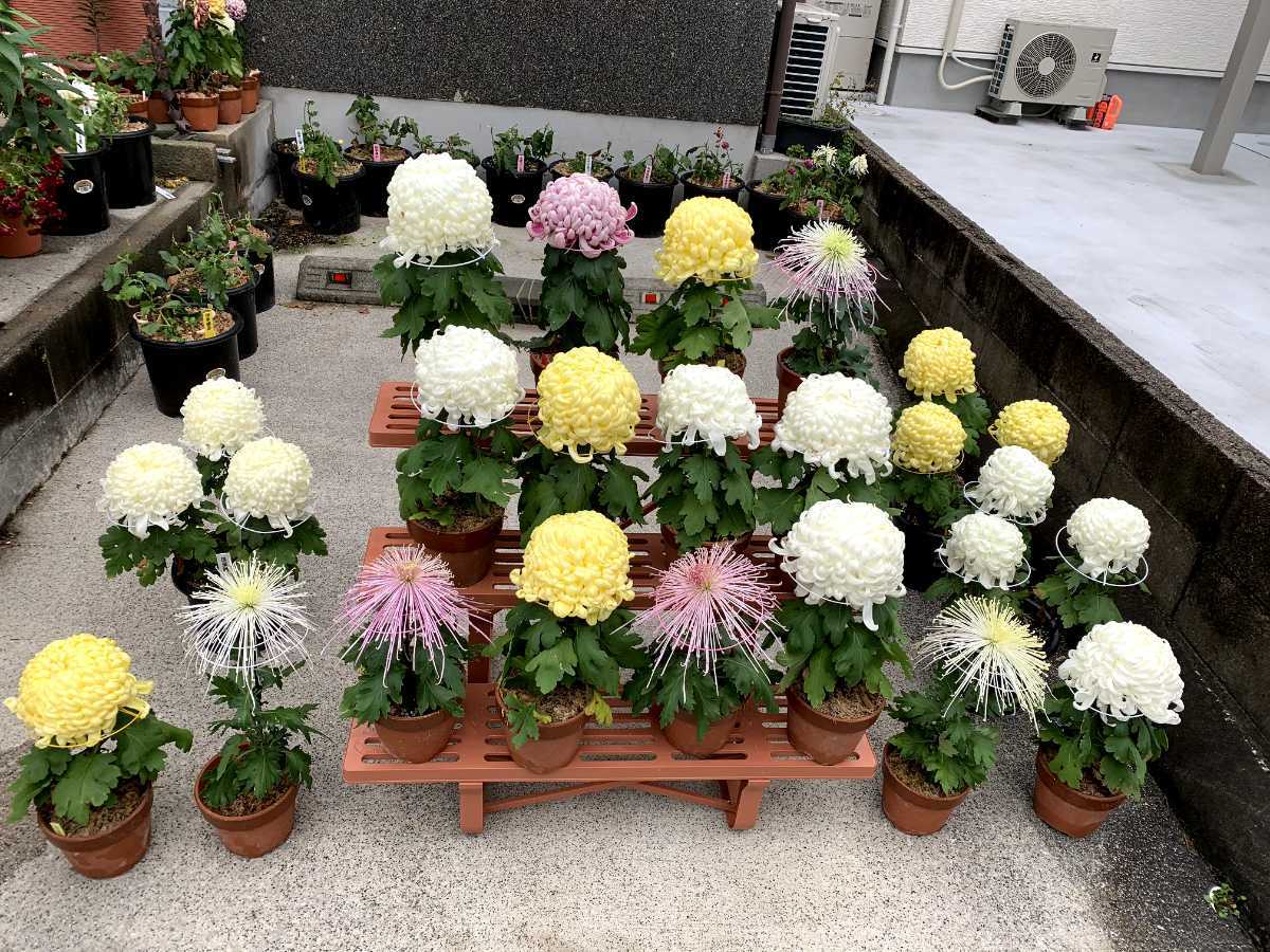 大菊 厚物 苗 菊作り 大輪菊の苗 菊花展 国華越山 国華金山 国華晴舞台 精興右近 太平の銀月 などの さし芽苗 あつもの 苗 売買されたオークション情報 Yahooの商品情報をアーカイブ公開 オークファン Aucfan Com