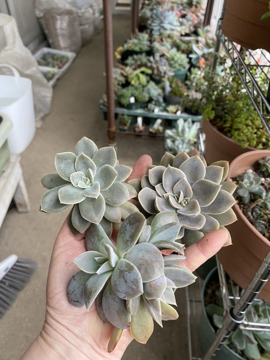 多肉植物 エケベリア 澄江 カット苗(サボテン)｜売買された 