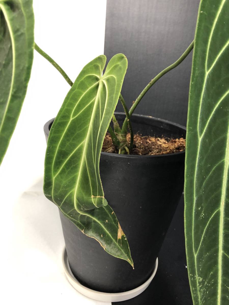 アンスリウム ワロクアーナム `ナローダークフォーム' | Anthurium