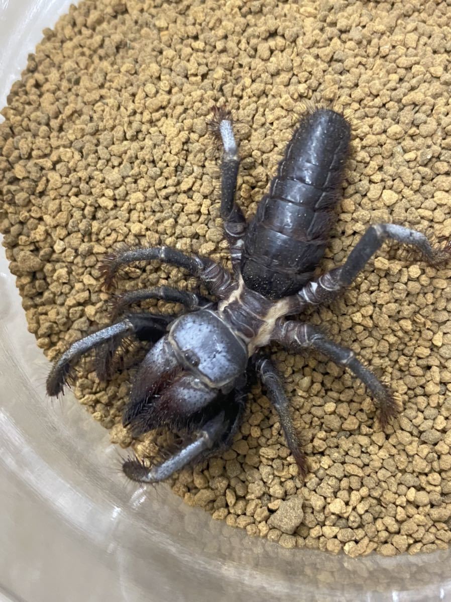 マダガスカルのドクバッタ 立体標本 - 昆虫標本 オオスズメバチ立体