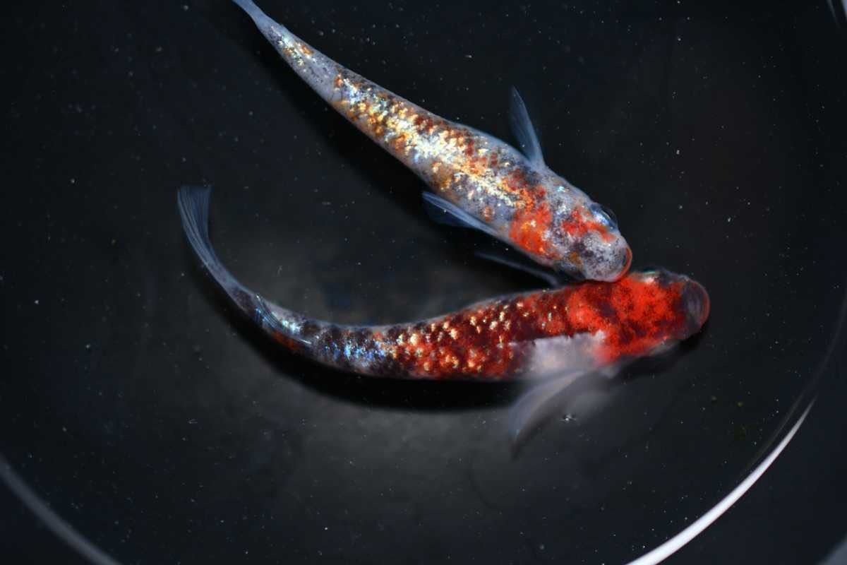 紅玉 メダカ】最高峰の種親メダカを使用した、 稚魚 10匹(めだか 