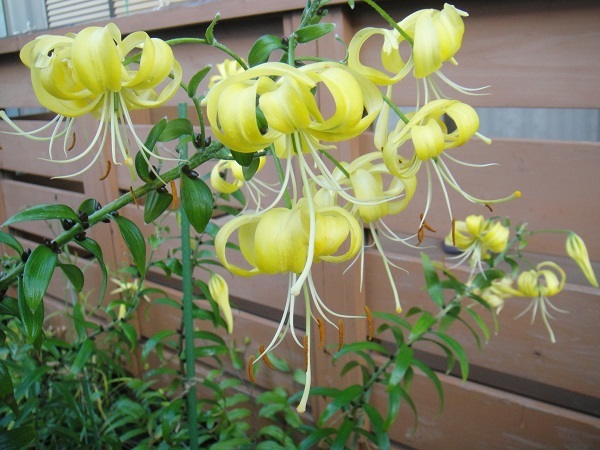 対馬産 レモンイエローの無斑点黄金オニユリ ムカゴ大粒12個 山野草 ユリ オニユリ ササユリ ユリ 売買されたオークション情報 Yahooの商品情報をアーカイブ公開 オークファン Aucfan Com