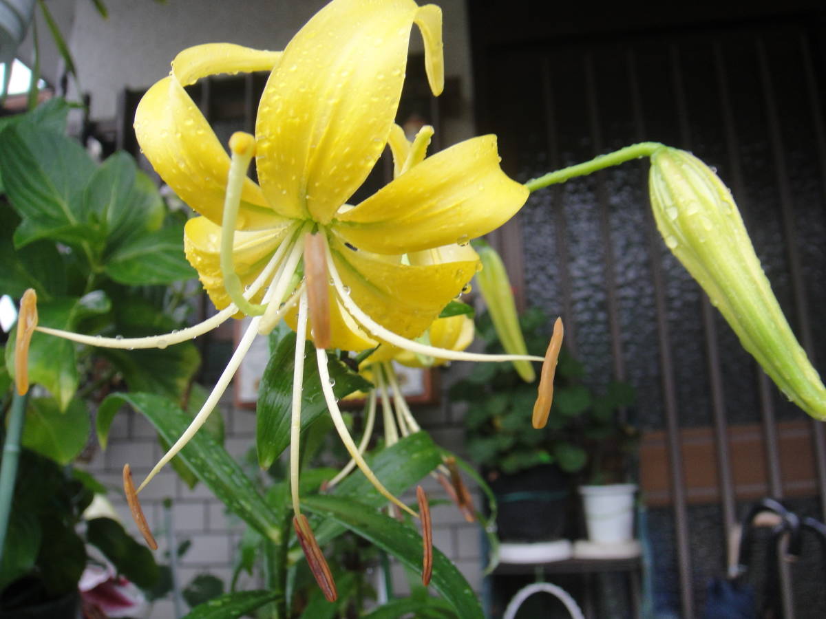 対馬産 レモンイエローの無斑点黄金オニユリ ムカゴ大粒12個 山野草 ユリ オニユリ ササユリ ユリ 売買されたオークション情報 Yahooの商品情報をアーカイブ公開 オークファン Aucfan Com