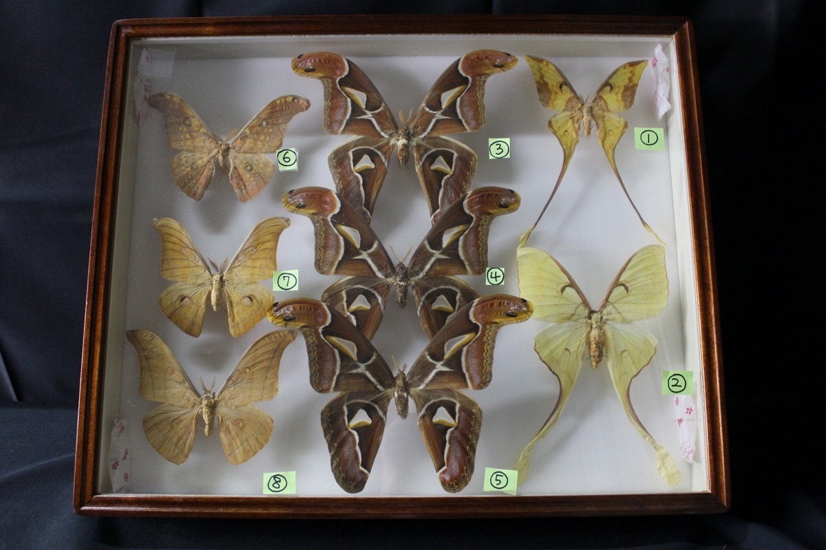 12oP05520E】☆希少☆ヤママユガ科☆昆虫標本☆計8体☆大型蛾