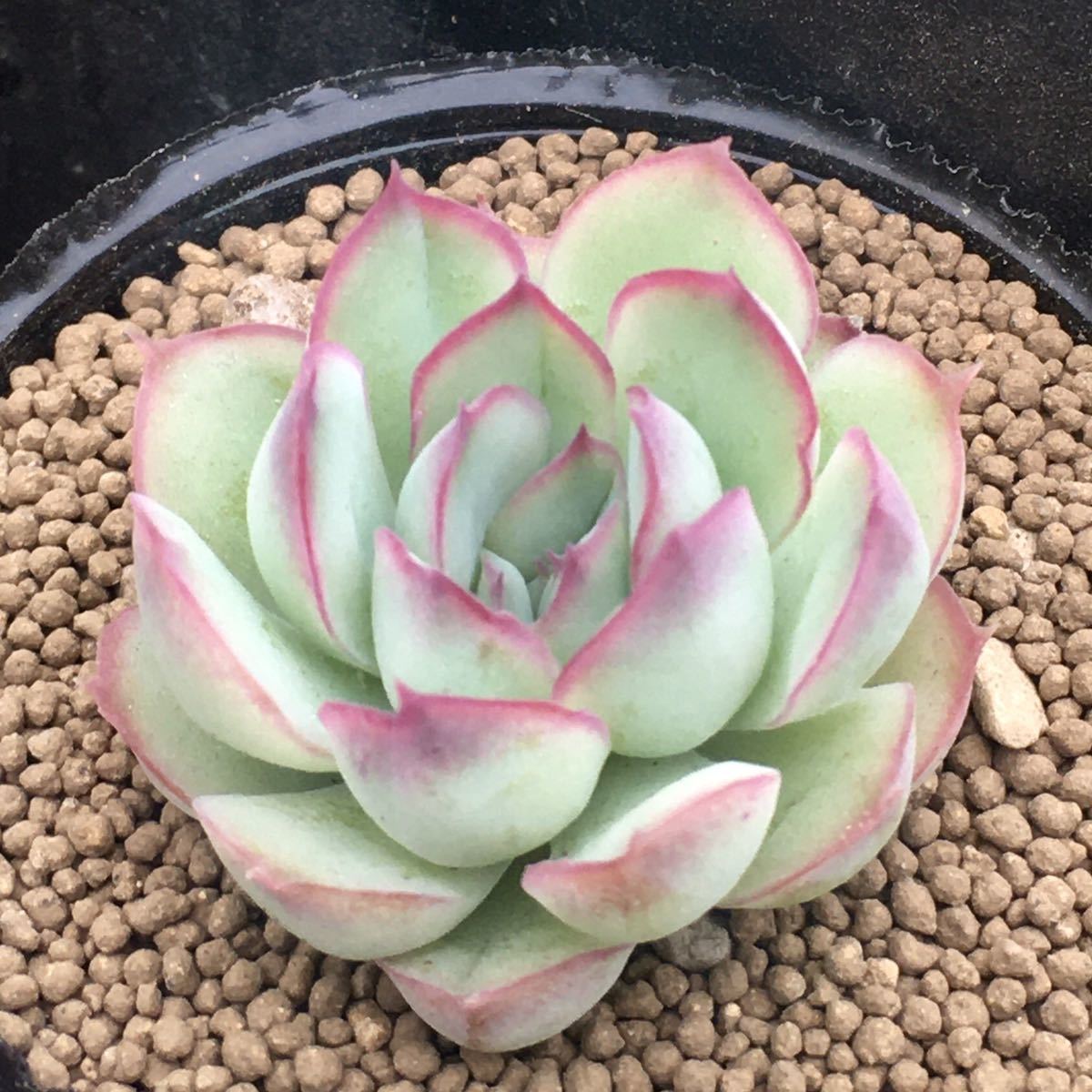 ペルシダ X 花月夜 エケベリア 多肉植物 抜き苗 サボテン 売買されたオークション情報 Yahooの商品情報をアーカイブ公開 オークファン Aucfan Com