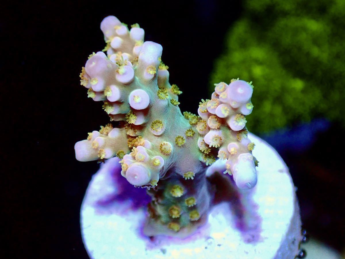 Uca Acropora Fire Works Pink ファイヤーワークスピンク 色揚げ個体 オーストラリア産 ミドリイシ Ucaサンゴ サンゴ 売買されたオークション情報 Yahooの商品情報をアーカイブ公開 オークファン Aucfan Com