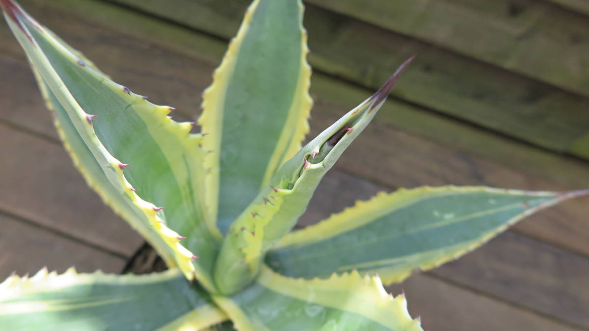 アガベ リュウゼツラン 竜舌蘭 斑入 アメリカーナ アオノリュウゼツラン カリフォルニアのようなドライガーデン ロストラータ好きにも アガベ 売買されたオークション情報 Yahooの商品情報をアーカイブ公開 オークファン Aucfan Com