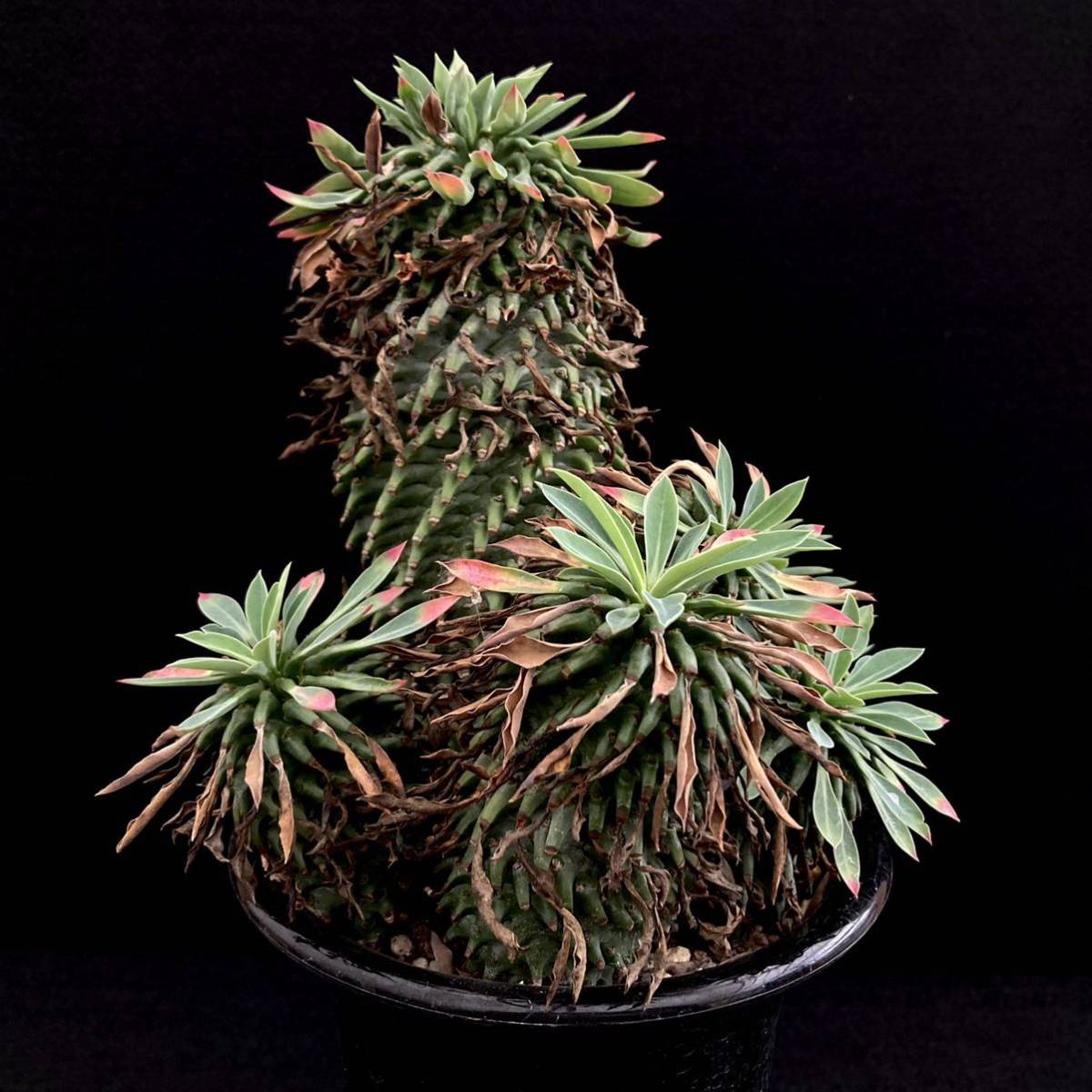 σ ユーフォルビア 安曇野鉄甲 3号 1枚目参考画像 Euphorbia cv