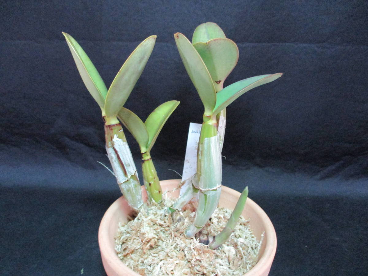 洋蘭原種 カトレア C （S）cernua x sib cernua カトレア aurea 洋蘭