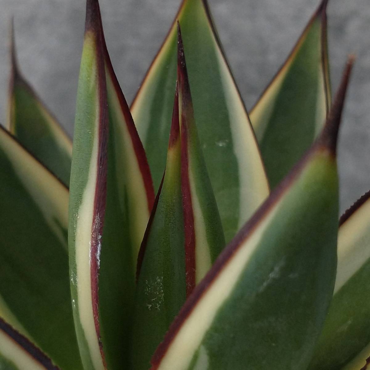 ■祝日最終値下げ【アガベ】【変わり斑】【耐寒性地植】【親株】ブルーグロー斑入り □祝日最終値下げ【アガベ】【変わり斑】【耐寒性地植】【親株】ブルー