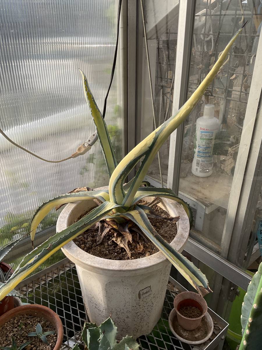 千葉県柏市発 多肉植物 アガベ 観葉植物 名称不明 取りに来ていただける方歓迎 アガベ 売買されたオークション情報 Yahooの商品情報をアーカイブ公開 オークファン Aucfan Com