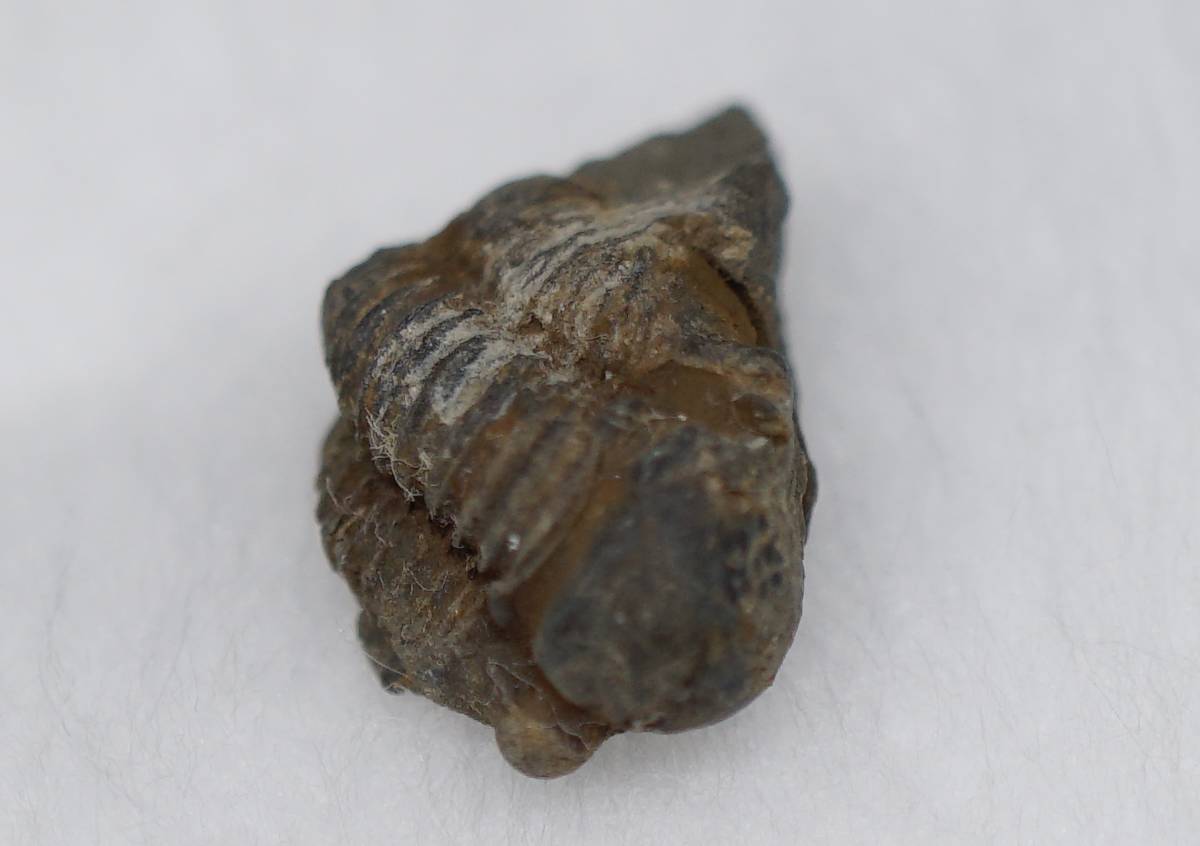 国産化石 海老 240315（外国産化石 Proetus lavigatus プロエタ 