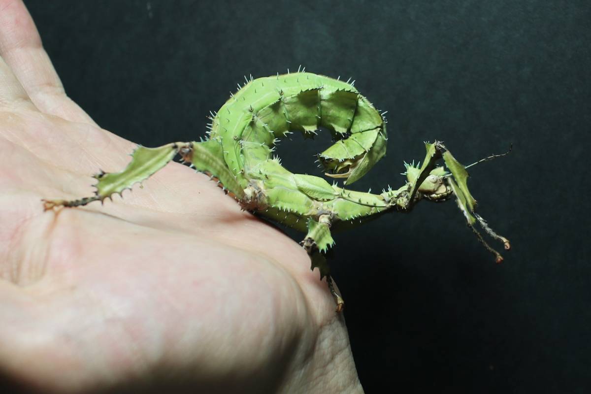 ユウレイヒレアシナナフシ 卵30個 Extatosoma Tiaratum Bufonium 虫類 売買されたオークション情報 Yahooの商品情報をアーカイブ公開 オークファン Aucfan Com