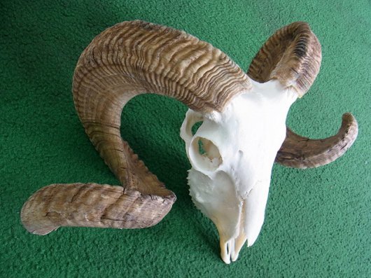 1 000円 売切 アフリカ便 羊 メリノ種 巻角 スカルホーン 標本 骨格 剥製 その他 売買されたオークション情報 Yahooの商品情報をアーカイブ公開 オークファン Aucfan Com