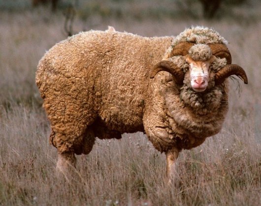 1 000円 売切 アフリカ便 羊 メリノ種 巻角 スカルホーン 標本 骨格 剥製 その他 売買されたオークション情報 Yahooの商品情報をアーカイブ公開 オークファン Aucfan Com