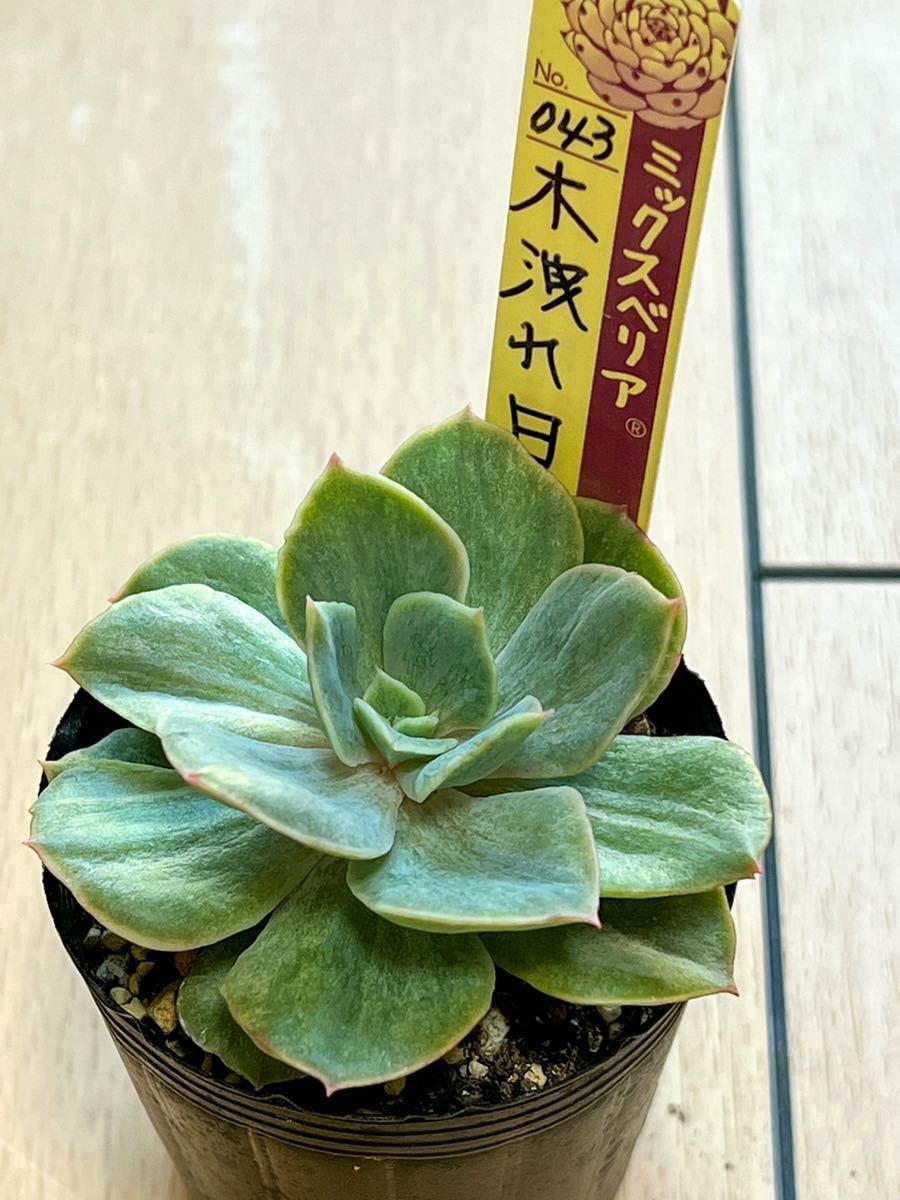 おらいさん苗 ミックスベリア 木漏れ日 (検 青札 ざわわ そわそわ 赤鬼