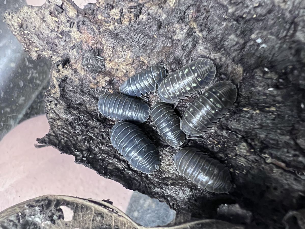 デプレッサム ダンゴムシ 10匹 フルアダルト 即繁殖 一度切り出品 ヤマト運輸発送可能 虫類 売買されたオークション情報 Yahooの商品情報をアーカイブ公開 オークファン Aucfan Com