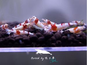 えびの都 Miyako 上等水槽から赤ビーシュリンプ 100匹 同梱 2 レッドビーシュリンプ Cna Gob Bo