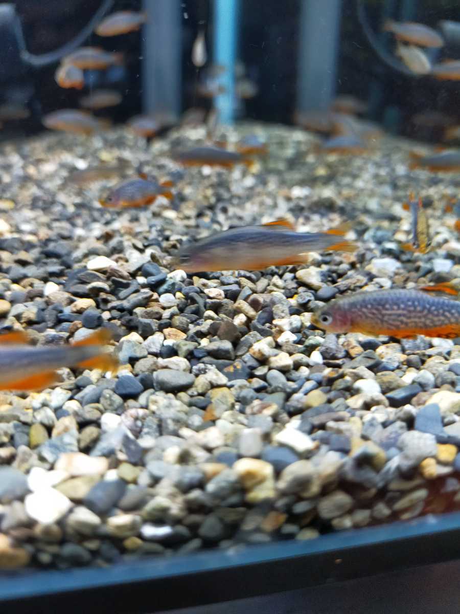 人気定番，得価 ミクロラスボラ ハナビ ハナビ 30匹 ミクロラスボラハナビ ギャラクシー(淡水魚)｜売買されたオークション情報、yahooの商品情報をアーカイブ公開 - オークファン その他