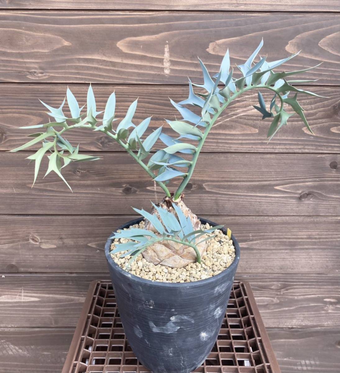 WPJ・Encephalartos horridus cdx11cmエンセファラルトス ホリダス