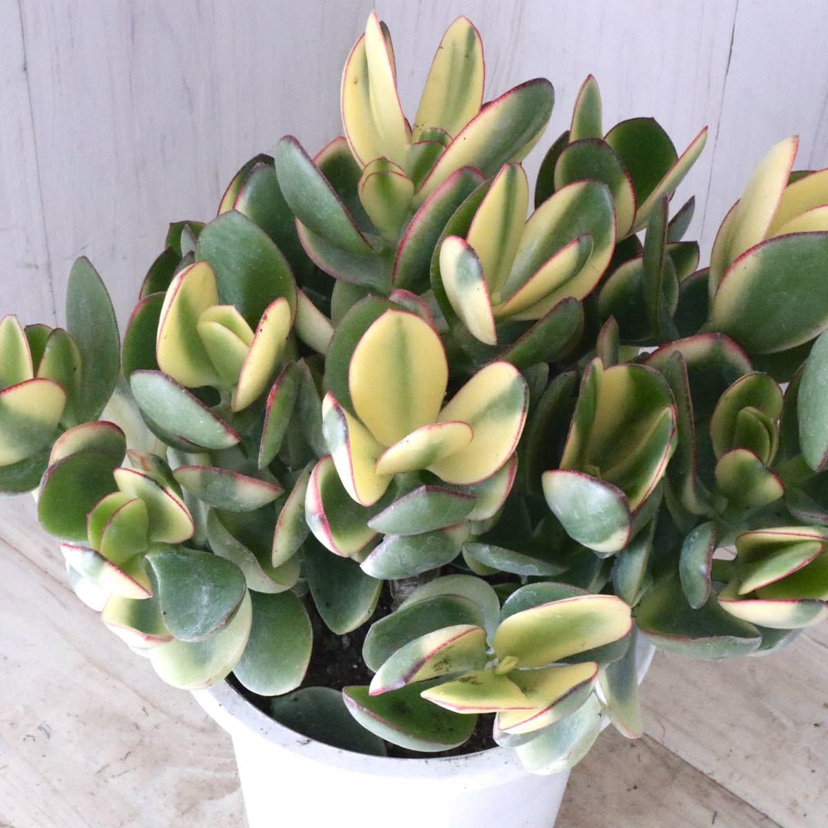 ニ1042 「現地株」パキポディウム グラキリス S 抜き苗【9/14最新到着