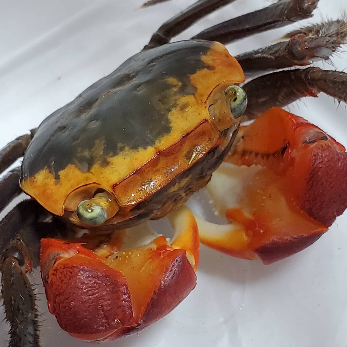 アカテガニ生体 13 甲羅幅約3 さるかに合戦のモデル たぶんオス 赤手蟹 簡単飼育ペット 夏休み自由研究 ベンケイガニ科アカテガニ属 その他 売買されたオークション情報 Yahooの商品情報をアーカイブ公開 オークファン Aucfan Com