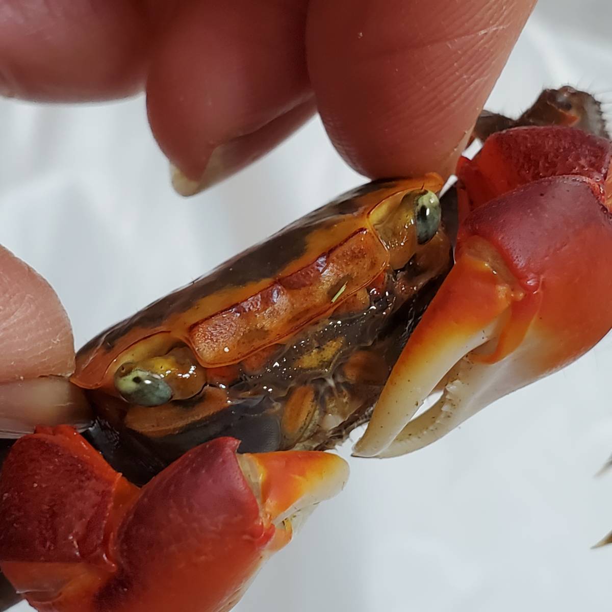 アカテガニ生体 13 甲羅幅約3 さるかに合戦のモデル たぶんオス 赤手蟹 簡単飼育ペット 夏休み自由研究 ベンケイガニ科アカテガニ属 その他 売買されたオークション情報 Yahooの商品情報をアーカイブ公開 オークファン Aucfan Com