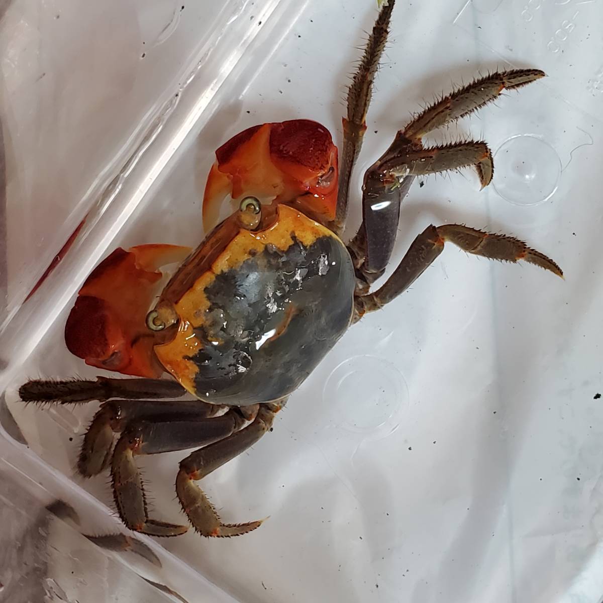 アカテガニ生体 13 甲羅幅約3 さるかに合戦のモデル たぶんオス 赤手蟹 簡単飼育ペット 夏休み自由研究 ベンケイガニ科アカテガニ属 その他 売買されたオークション情報 Yahooの商品情報をアーカイブ公開 オークファン Aucfan Com