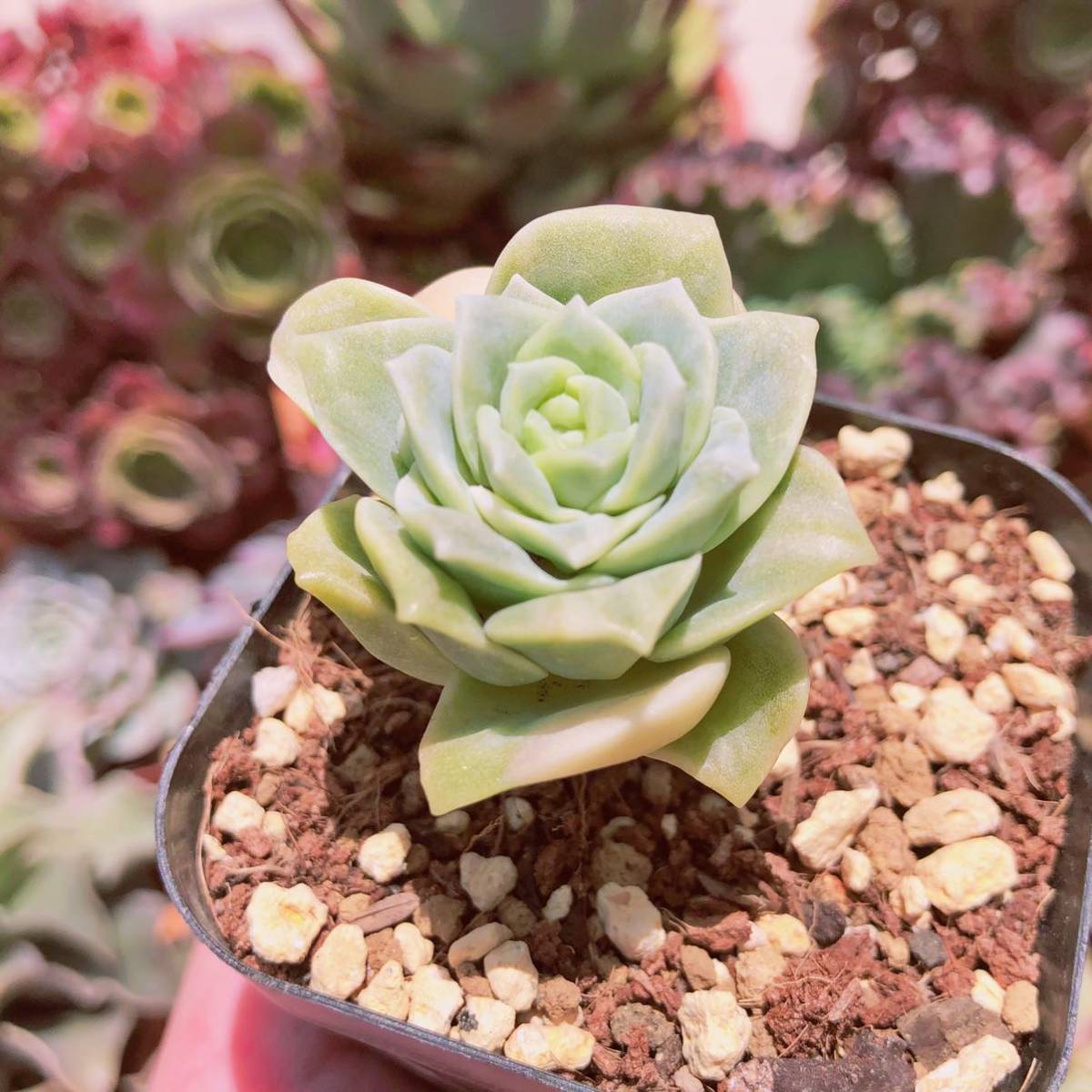 多肉植物 ラブリーローズ錦 抜き苗(サボテン)｜売買されたオークション