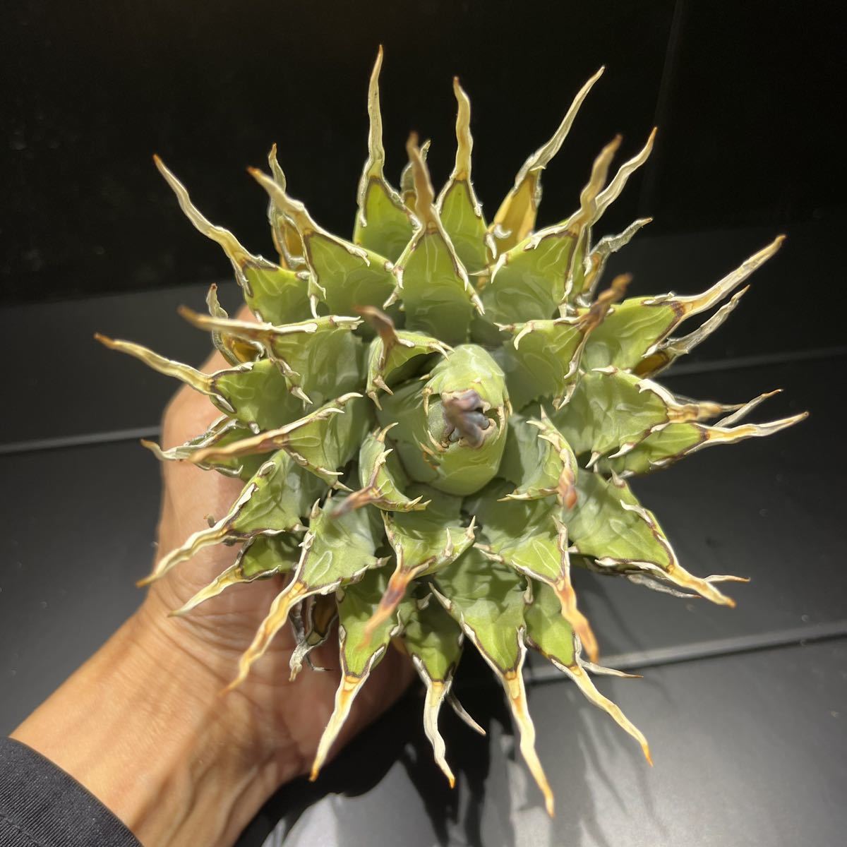 アガベ エボリスピナ ユタエンシスエボリスピナ コンパクト 手乗り 良