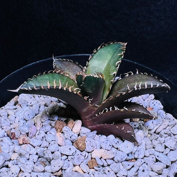 88'Garden アガベ【チタノタ 赤猫 レッドキャットウィーズル】Agave