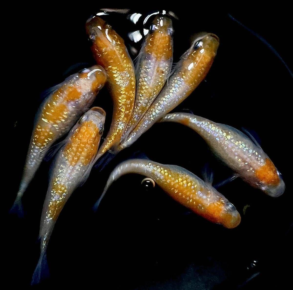 上州 貴めだか 卵76個 A 王華 メダカ 有精卵76個内補償38個込 メダカ 卵 紅白の親のみ使用 白綾 朱砂type除外 めだか 売買されたオークション情報 Yahooの商品情報をアーカイブ公開 オークファン Aucfan Com