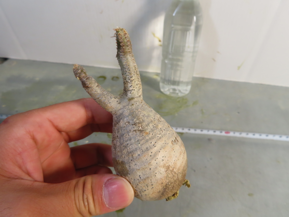 イ4192 「現地株」パキポディウム グラキリス S 抜き苗【最新到着