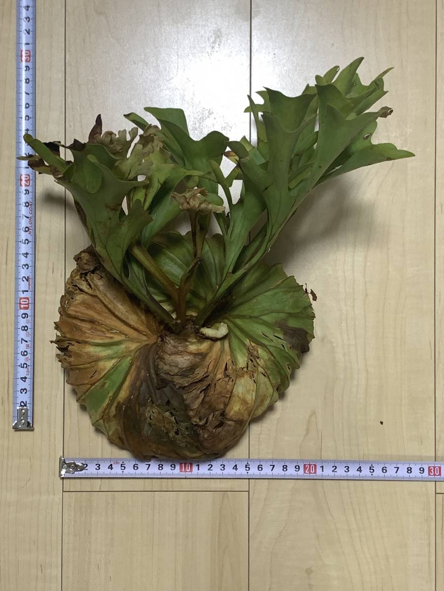 人気SALE，100%新品 №13 Platycerium ridleyi Central Kalimantan Indonesia / wild Mサイズ 現地株 未馴化 抜き苗 プラティケリウム(ビカクシダ、コウモリラン)｜売買されたオークション情報、yahooの商品情報をアーカイブ公開 - ビカクシダ、コウモリラン
