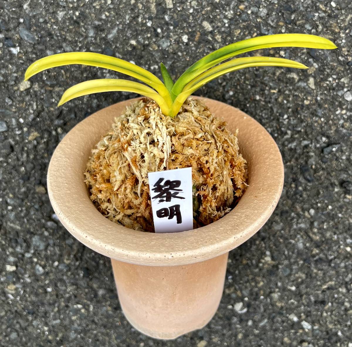富貴蘭【黎明】春蘭 カンアオイ 斑入り山野草 《富貴蘭をたのしんで