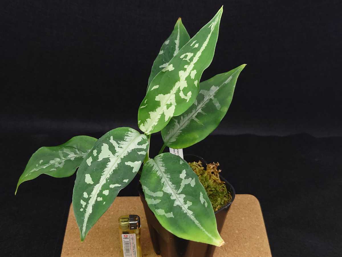HaL plants Aglaonema pictum Argentum “しるば らいん” Aceh HaL plants Aglaonema pictum Argentum “しるば らいん” Aceh