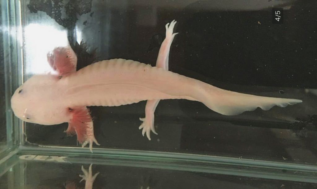 ウーパールーパー リューシ セミショート イモリ サラマンダー 売買されたオークション情報 Yahooの商品情報をアーカイブ公開 オークファン Aucfan Com