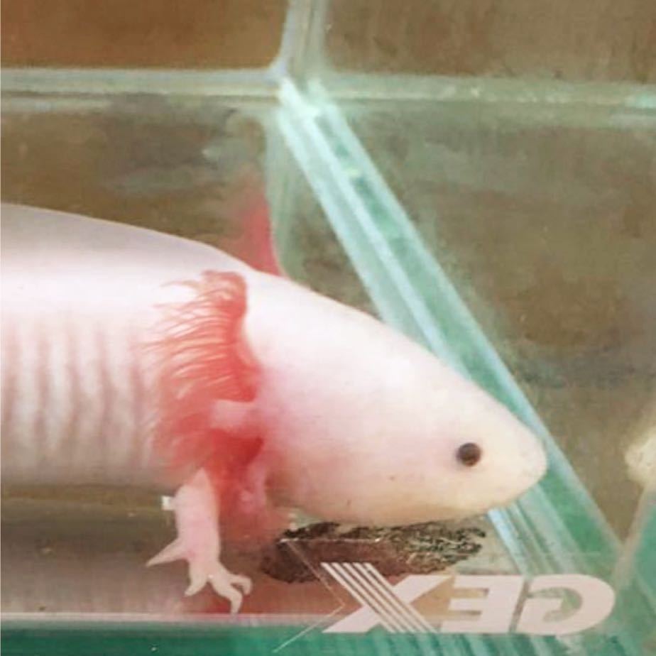 ウーパールーパー リューシ セミショート イモリ サラマンダー 売買されたオークション情報 Yahooの商品情報をアーカイブ公開 オークファン Aucfan Com