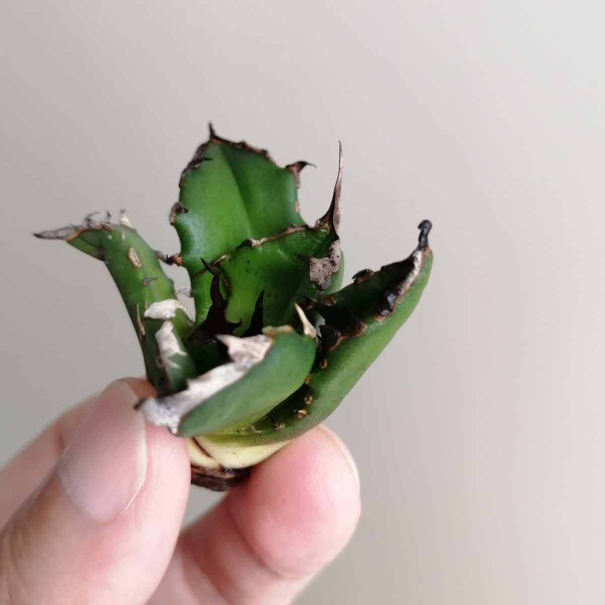 アガベ チタノタ 黒鯨 黑鯨 陽炎 極上株 agave titanota 多肉植物 a(検