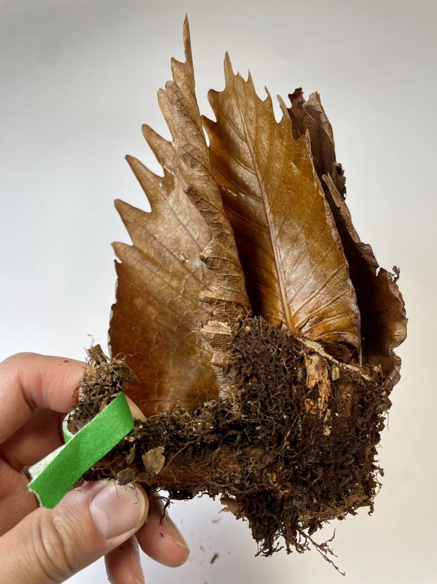 C1【レア着生植物】ドリナリア クエルシフォリア(Drynaria quercifolia)ワイルド株